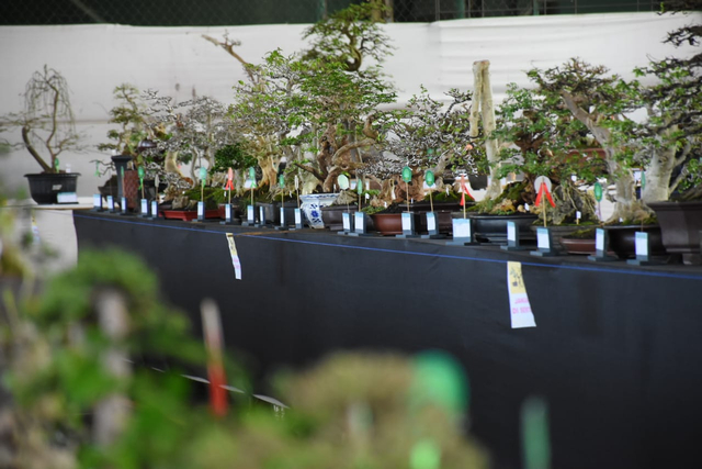 Melihat Kontes Bonsai Seharga Jutaan Rupiah di Kuningan, Jabar (236261)