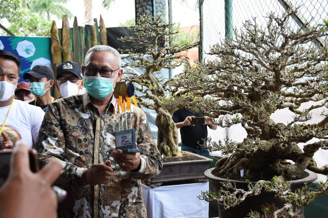 Melihat Kontes Bonsai Seharga Jutaan Rupiah di Kuningan, Jabar (236262)