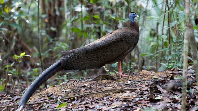 Burung Kuau Raja (Argusianus Argus). Foto: Shutterstock