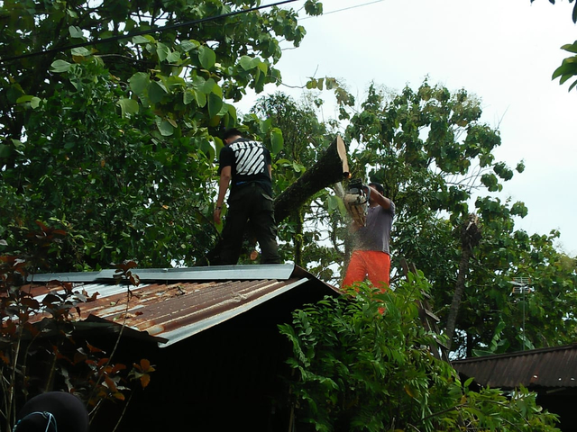 Para petugas BPBD Padang tengah memotong kayu yang menimpa salah satu rumah warga di Kota Padang, Sumatera Barat. Foto: dok BPBD