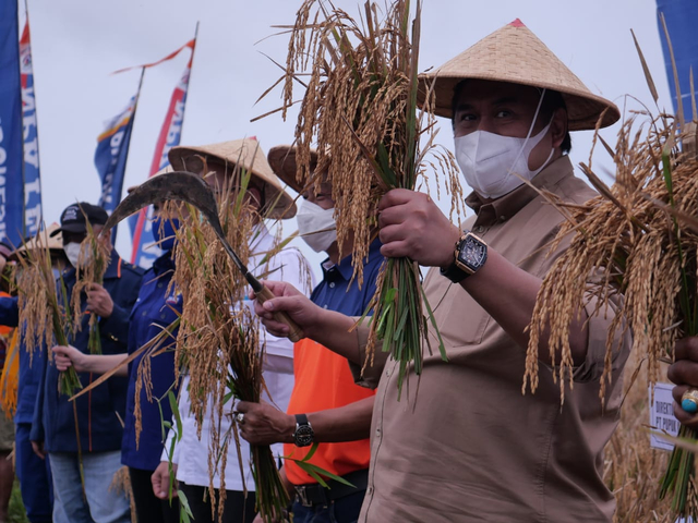 Rachmat Gobel panen padi nonsubsidi di Sumba. | Foto: Dok. Rachmat Gobel
