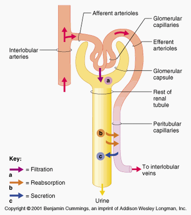 Proses augmentasi pada tahap pembentukan urine terjadi pada ginjal bagian