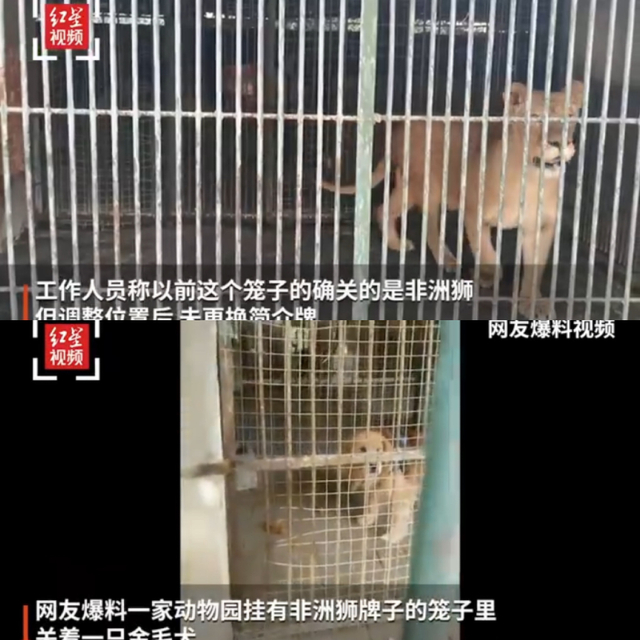 Seekor singa dan anjing di kebun binatang. Foto: Screenshot video yang di-posting di Sina Weibo