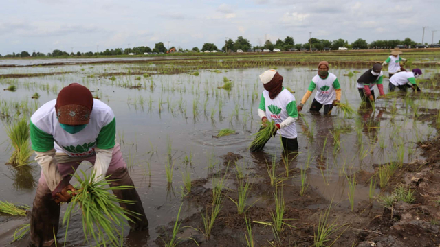 Food Estate adalah Keniscayaan Bagi Negara Agraris (336752)