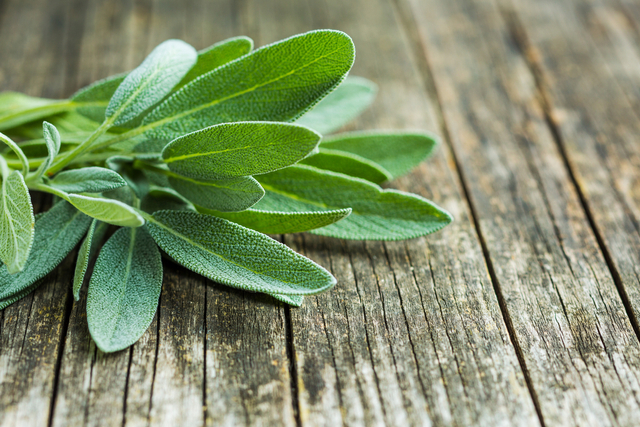 5 Tanaman Herbal yang Ampuh Jaga Kesehatan Tubuh, Ada di Dapurmu! (1)