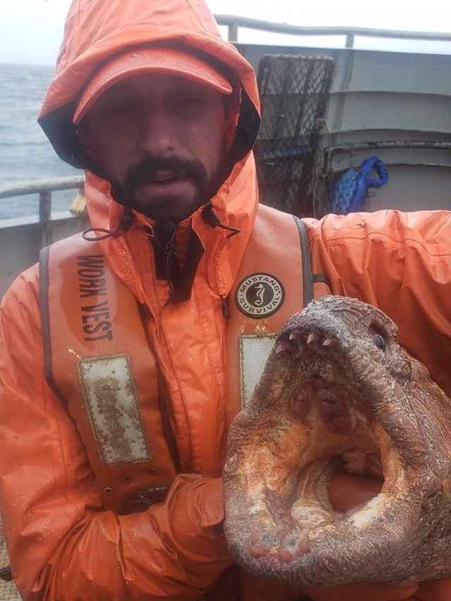Nelayan Tangkap Monster Laut Mirip Ular Punya Gigi Tajam (118139)