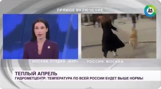 Aksi lucu seekor anjing rampas mikrofon jurnalis di Rusia saat melaporkan cuaca secara langsung alias live. (Foto: Twitter/@Ozkok_A)