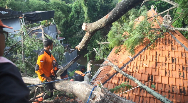 Rumah tertimpa pohon yang roboh karena puting beliung - IST