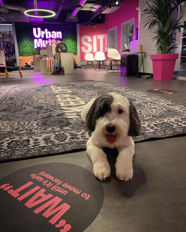 Urban Mutts, hotel mewah khusus anjing di London Foto: IG @urbanmuttshotels
