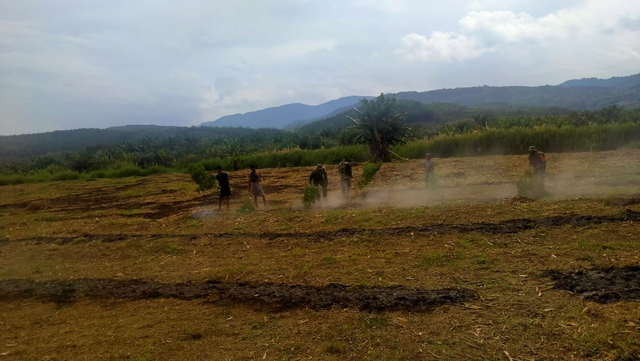 Lahan yang dibakar warga saat membersihkan rumput. Foto: Kodim Aceh Tenggara