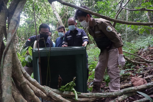 Suasana melepasliarkan satwa liar sebanyak enam ekor satwa yang dilindungi di Hutan Konservasi Bangka.