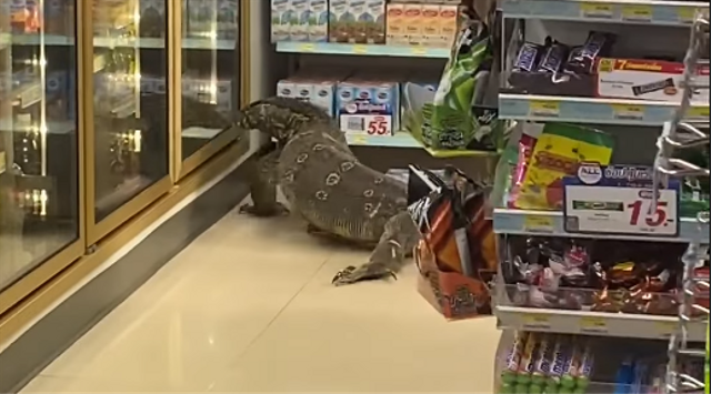 Biawak Raksasa Tertangkap Kamera Masuk Minimarket, Bikin Pengunjung Panik (219808)