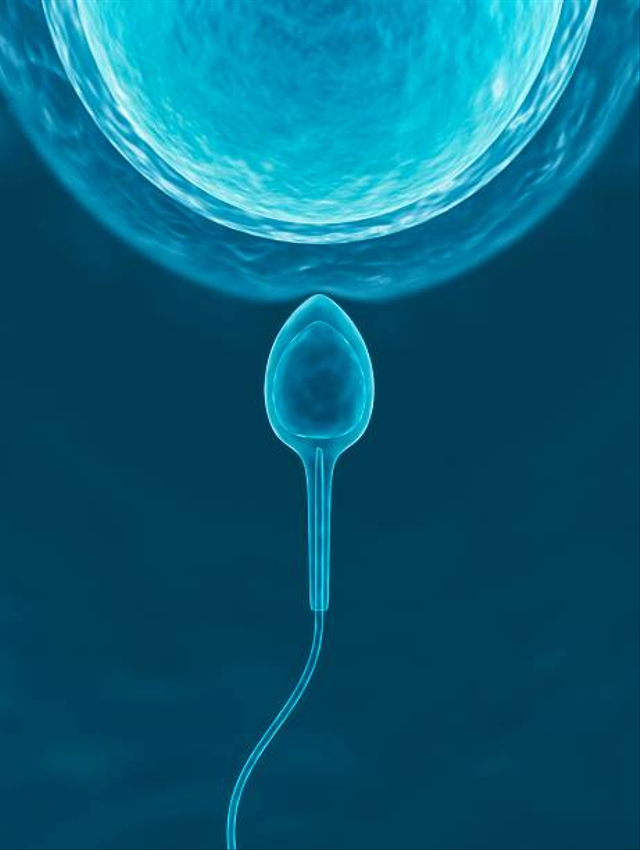 Ilustrasi sperma. Foto: Getty Images 
