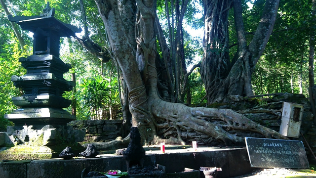 Akar pohon preh di Sendang Semanggi. Foto: Widi Erha Pradana. 