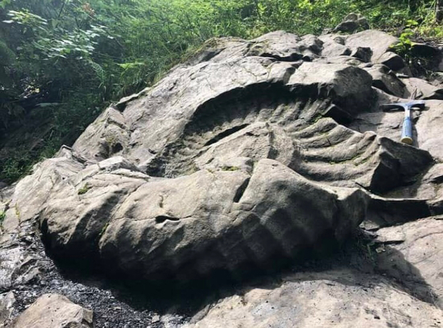 Bentuk dari Fosil Ammonite yang ditemukan di Kanada (Sunber foto: Jon Noad dari tinyurl.com)