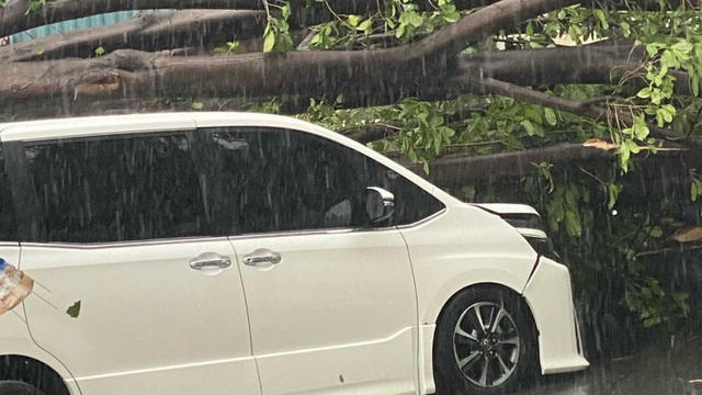 Mobil yang ditumpangi Erros Djarot tertimpa pohon tumbang. Foto: Instagram @erros_djarot