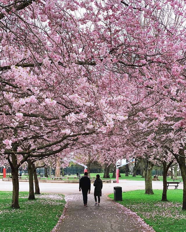 Indahnya musim semi di Ravenscourt Park, London Foto: Dok. Kedubes Inggris
