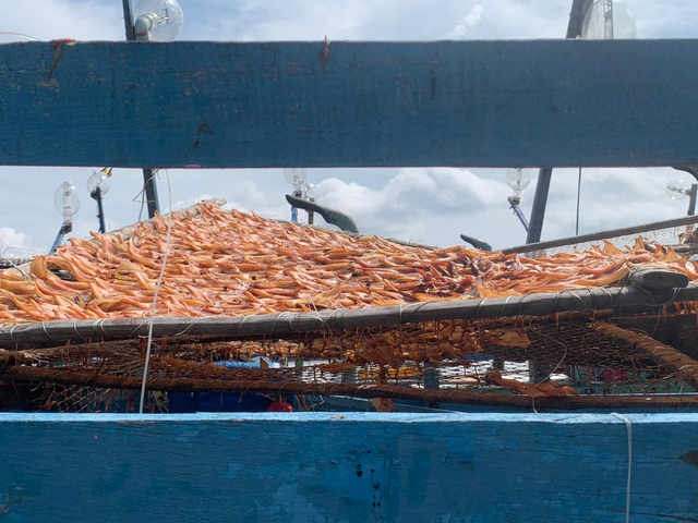 Cumi hasil illegal fisihing oleh kapal Vietnam di Laut Natuna Utara. Foto: Teri/Hi!Pontianak