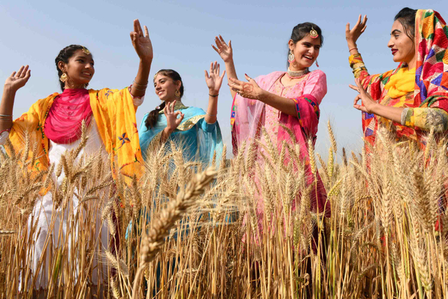 Sejumlah wanita Sikh menampilkan tarian tradisional rakyat Punjab "Bhangra" di ladang gandum di Punjab, India. Foto: NARINDER NANU/AFP