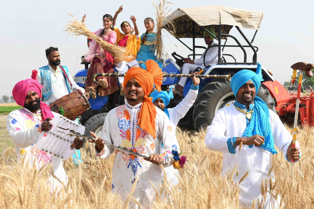 Sejumlah pemuda Sikh menampilkan tarian tradisional rakyat Punjab "Bhangra" di ladang gandum di Punjab, India. Foto: NARINDER NANU/AFP