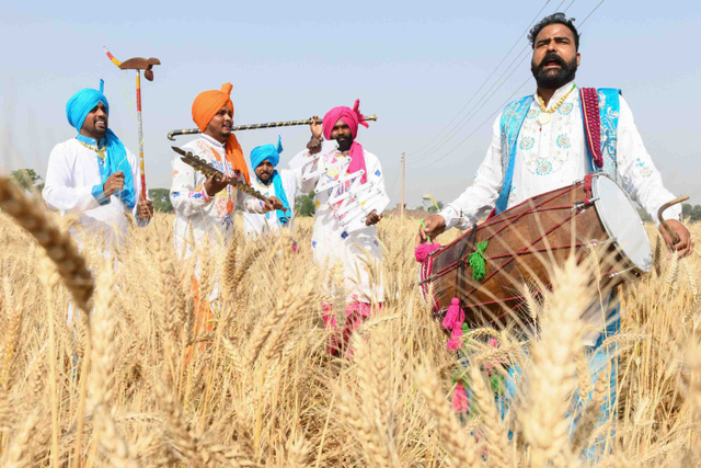 Pemuda Sikh menampilkan tarian tradisional rakyat Punjab "Bhangra" di ladang gandum di Punjab, India. Foto: NARINDER NANU/AFP