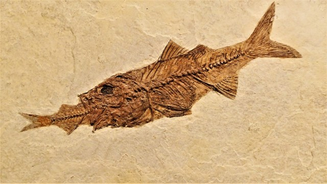 Ilustrasi fosil ikan. (Foto: Pixabay)