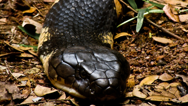 Ular lanang (king cobra) dengan nama ilmiah Ophiophagus hannah | Wikimedia Commons (CC)
