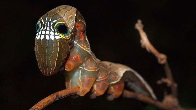 Ulat jenis pink underwing moth (Phyllodes imperialis). Foto: brandpharrell79 via Instagram