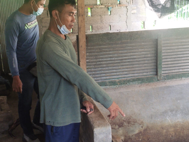 Kadek Wira Nada menunjukkan posisi terak babi yang dipeliharanya - IST