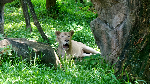 Ilustrasi singa di kebun binatang. Foto: Melly Meiliani/kumparan