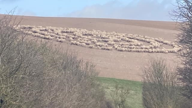 Foto sekelompok domba yang berdiri membentuk lingkaran di tengah lapangan. Foto: Lily Brunton via Facebook