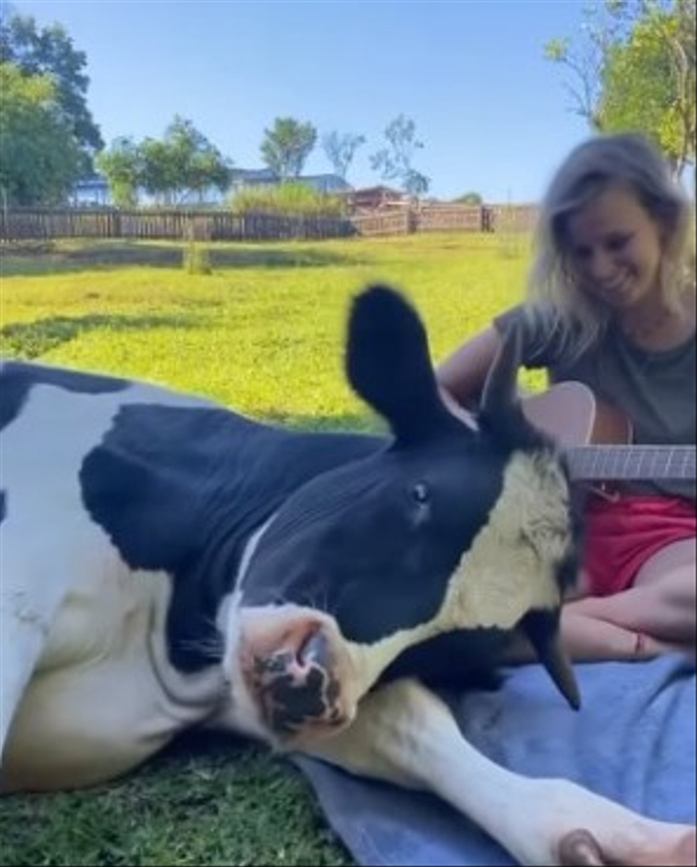 Viral seorang perempuan di sebuah peternakan di Brazil mampu membuat seekor sapi tertidur dengan memainkan gitar sambil bernyanyi. (Foto: Facebook/@Vegan Australia)