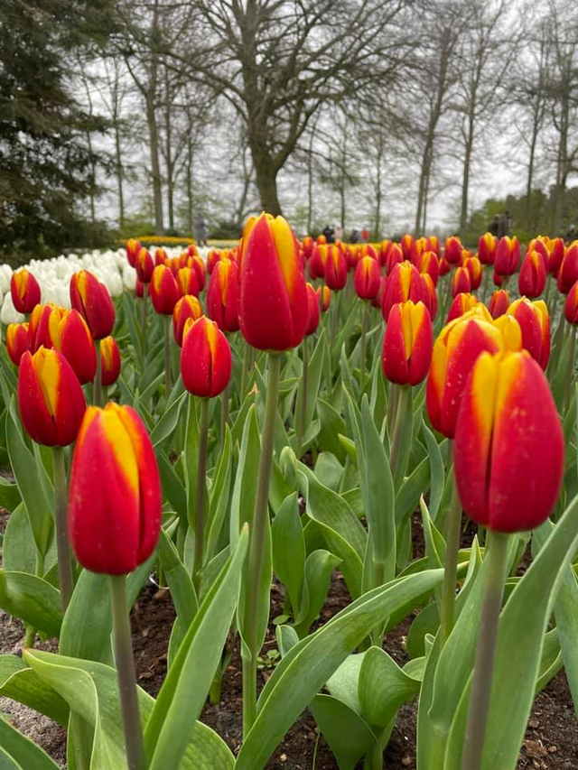 Mengunjungi Keukenhof di Masa Pandemi (1196784)