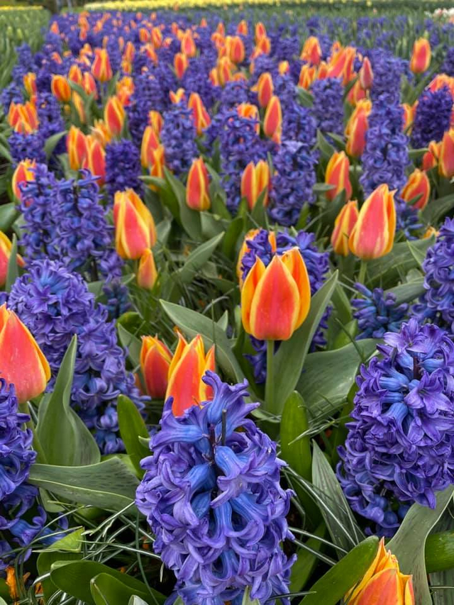Mengunjungi Keukenhof di Masa Pandemi (1196785)