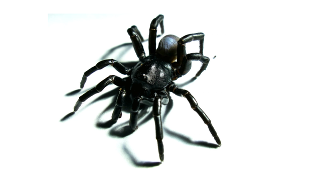 Laba-laba spesies baru Pine Rockland Trapdoor Spider (Ummidia richmond), berwarna hitam mirip Venom.  Foto: Zoo Miami