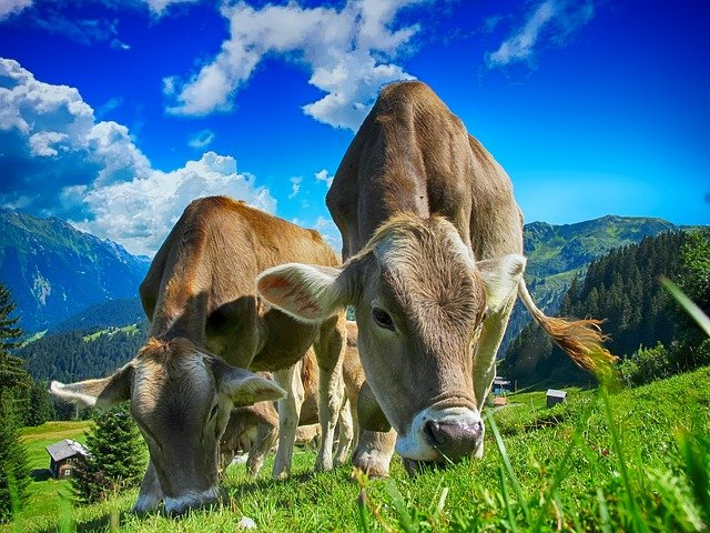 2 Sapi Mati Mendadak, Kakek di Gunungkidul Rugi Rp 40 Juta Lebih (25776)