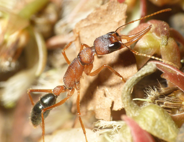 Semut lompat India (Harpegnathos saltator) dapat memperbesar dan mengecilkan otaknya | Gambar oleh Shyamal dari 