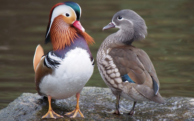 Bebek mandarin jantan (kiri) dan betina (kanan).  Foto: Wikimedia Commons