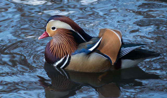 Bebek mandarin terindah di dunia. Foto: Wikipedia