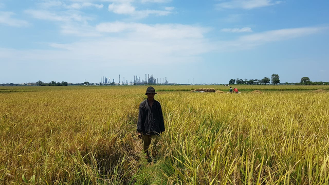 Pembangunan proyek Petrochemical Complex di lahan seluas 162,12 hektare membentang di tiga desa yakni Desa Sukareja, Sukaurip dan Tegalsembadra Kecamatan Balongan, Kabupaten Indramayu, Jawa Barat. (Tomi Indra)