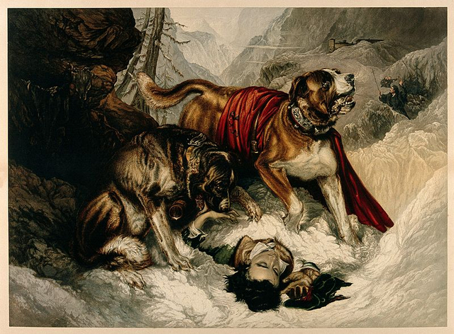 Ilustrasi anjing St. Bernard menyelamatkan manusia di tengah salju. Sumber gambar: Wikimedia Commons.
