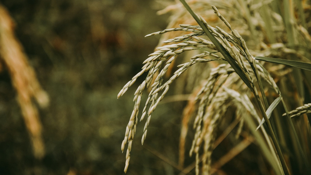 Ilustrasi padi sebagai sumber nasi | Gambar oleh Sandy Manoa dari Unsplash