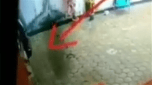 Heboh, Penampakan Bayangan Hitam Diduga Babi Ngepet Terekam CCTV di Aceh (1770)