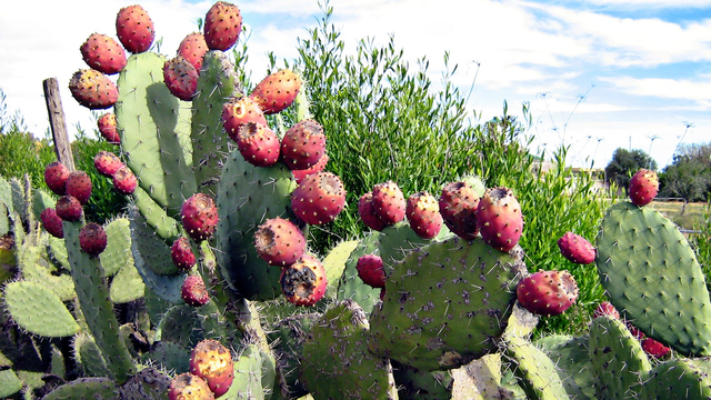 Buah kaktus pir berduri | Wikimedia Commons (CC)
