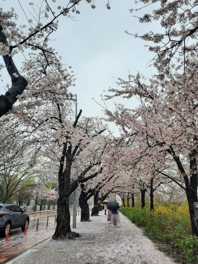 Yeouido Cherry Blossom Festival, Korea Selatan. Foto: Khiththati/acehkini