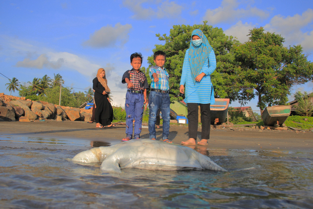 Warga menunjukkan seekor penyu jenis lekang yang ditemukan mati di Pantai Batee Tutong, Krueng Sabee, Kabupaten Aceh Jaya, Minggu (18/4). Foto: Zahlul Akbar untuk acehkini
