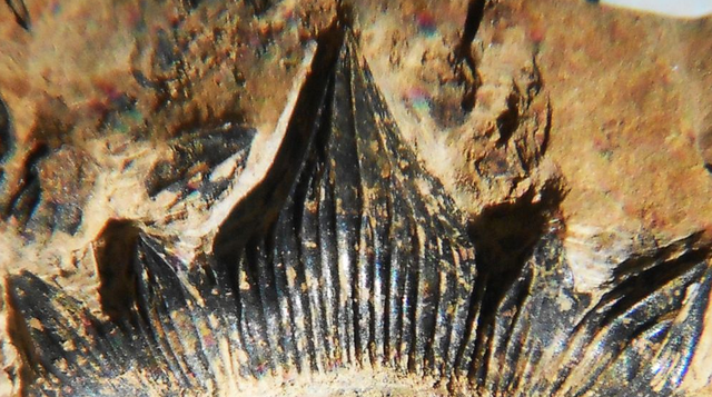 Fosil gigi hiu godzilla yang sekarang punya nama resmi Dracopristis hoffmanorum atau Hiu Naga Hoffman. Foto: AFP