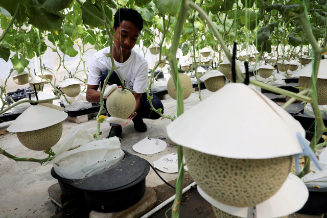 Foto: Petani Malaysia Berhasil Kembangkan Buah Termahal: Melon Jepang (871923)