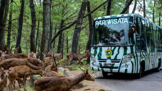 Mengapa Kita Perlu Melestarikan Hewan dan Tumbuhan?