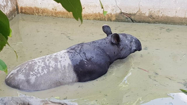 Seekor tapir tersesat di permukiman dan tercebur ke kolam ikan warga di Kota Pekanbaru, Riau, Selasa (20/4).
 Foto: FB Anggoro/ANTARA